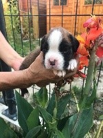 Pepito